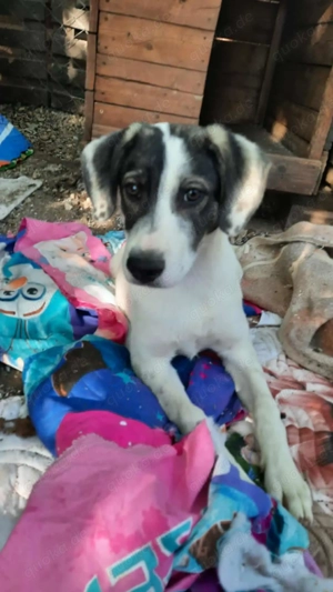 Gehst du mit mir durchs Leben?