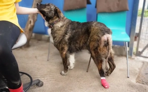 Gnadenplatz für zauberhafte Gerda gesucht Bild 10