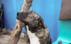 Gnadenplatz für zauberhafte Gerda gesucht Bild 9