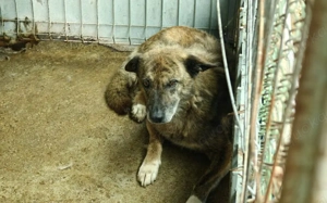 Alterswohnsitz für schüchternen Bobby Bild 3