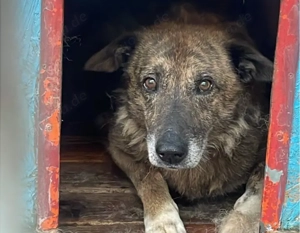 Alterswohnsitz für schüchternen Bobby Bild 4