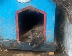 Alterswohnsitz für schüchternen Bobby Bild 2