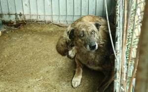 Alterswohnsitz für schüchternen Bobby Bild 5