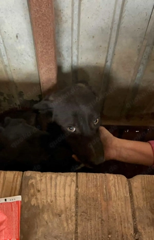 Milan G ca. 40 cm   mit dem tollen Blick