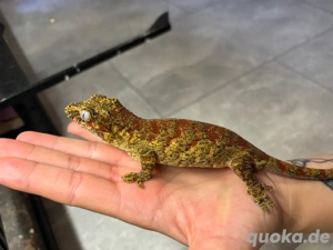 Rhacodactylus Auriculatus 0.1