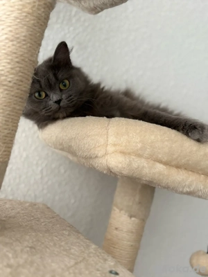 Wunderschöne Katze sucht ein liebevolles Zuhause  Bild 3