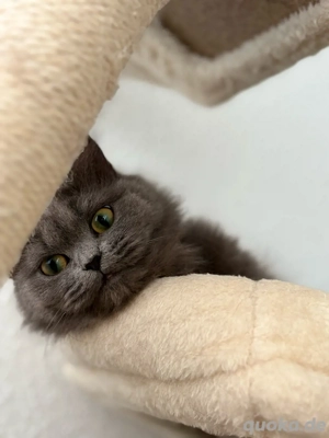 Wunderschöne Katze sucht ein liebevolles Zuhause  Bild 2