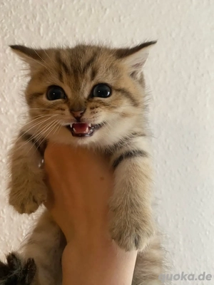 BKH Kitten mit Stammbaum 