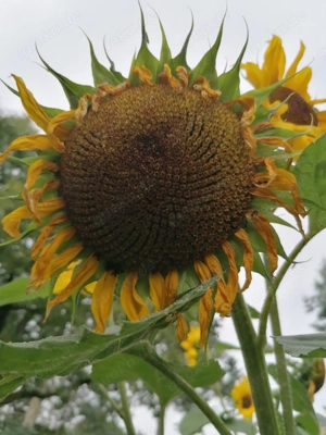 Suche alls Mann Ü50 hübsche Frau bis 35 heiraten erwünscht! 