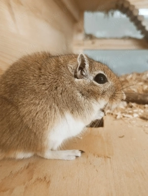 2 männliche Rennmäuse   Gerbils, braun und schwarz, 11 Monate alt Bild 3