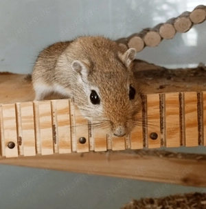 2 männliche Rennmäuse   Gerbils, braun und schwarz, 11 Monate alt Bild 4