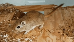 2 männliche Rennmäuse   Gerbils, braun und schwarz, 11 Monate alt Bild 2