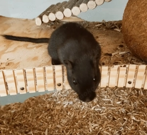 2 männliche Rennmäuse   Gerbils, braun und schwarz, 11 Monate alt Bild 7