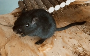 2 männliche Rennmäuse   Gerbils, braun und schwarz, 11 Monate alt Bild 6