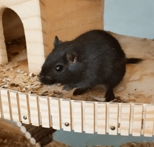 2 männliche Rennmäuse   Gerbils, braun und schwarz, 11 Monate alt Bild 8