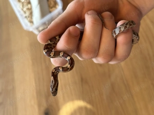 Kornnatter Baby 10.08.25 zu verkaufen 