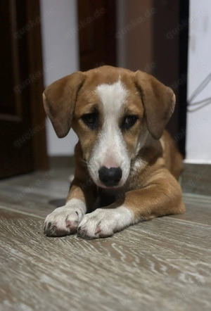 Mica - Mutig im Herzen und clever im Kopf