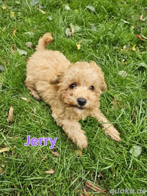 Powderpoo Maltipoo Minidoodle x Pudel bis 35cm