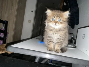 Süße männlichen sibirischen Katze Mix abzugeben 