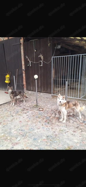 Husky Rüden 5 Jahre Bild 1