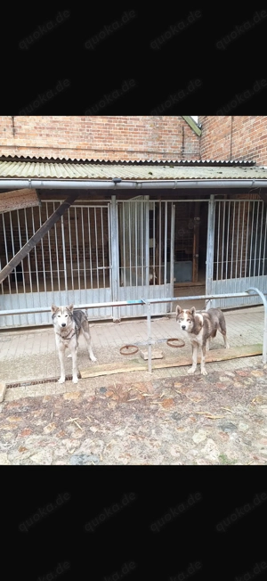 Husky Rüden 5 Jahre Bild 2