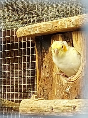 Nymphensittiche zu verkaufen 