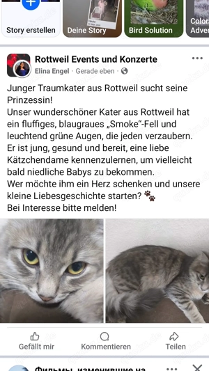 Paarung Sibirische Kater 