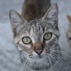 Tibby, geb. ca. 03 2024, lebt in GRIECHENLAND, auf einer privaten Pflegestelle 