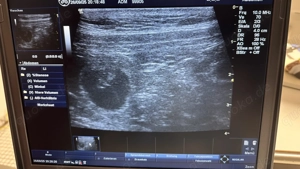 Wurfankündigung Ende Oktober Cane Corso Welpen  Reinrassig 