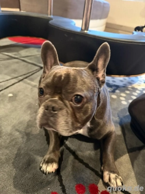 Französische Bulldogge  
