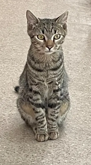 Joris - ein kleiner Schmusekater mit großem Herzen sucht sein Zuhause Bild 4