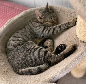 Joris - ein kleiner Schmusekater mit großem Herzen sucht sein Zuhause Bild 3