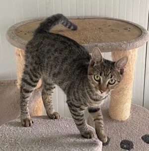 Joris - ein kleiner Schmusekater mit großem Herzen sucht sein Zuhause Bild 5