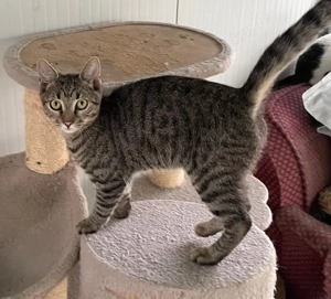 Joris - ein kleiner Schmusekater mit großem Herzen sucht sein Zuhause