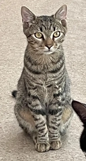 Joris - ein kleiner Schmusekater mit großem Herzen sucht sein Zuhause Bild 8