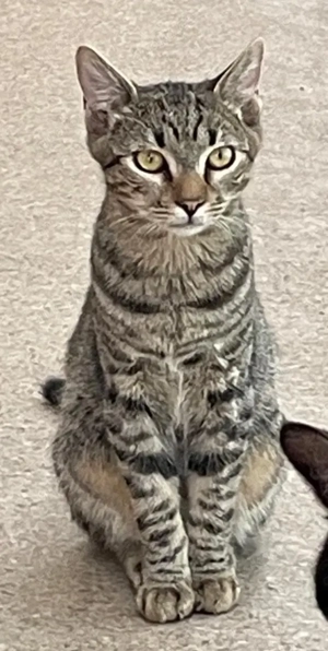 Joris - ein kleiner Schmusekater mit großem Herzen sucht sein Zuhause Bild 6