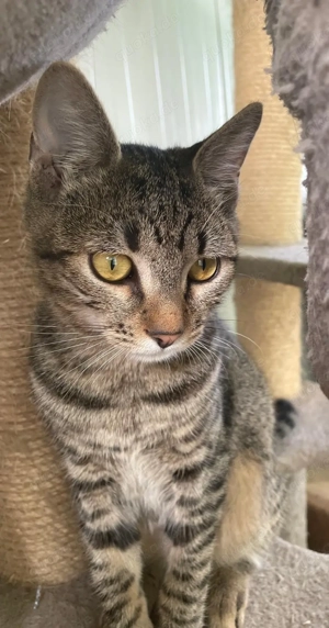 Joris - ein kleiner Schmusekater mit großem Herzen sucht sein Zuhause Bild 10