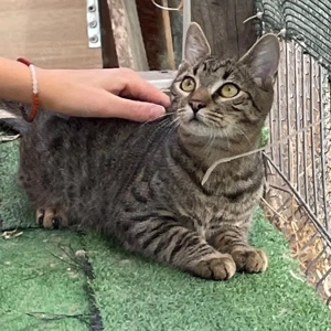 Joris - ein kleiner Schmusekater mit großem Herzen sucht sein Zuhause Bild 2