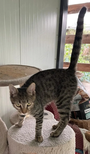 Joris - ein kleiner Schmusekater mit großem Herzen sucht sein Zuhause Bild 9