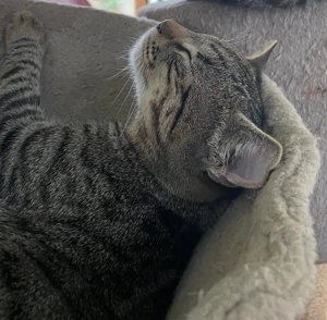 Joris - ein kleiner Schmusekater mit großem Herzen sucht sein Zuhause Bild 7