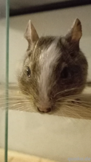 Degu Eddi sucht ein liebevolles Zuhause Bild 4