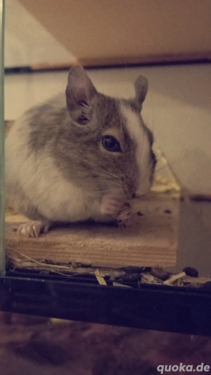 Degu Eddi sucht ein liebevolles Zuhause
