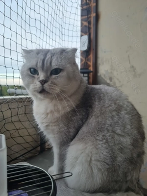 Snow und Sky suchen ein neues Zuhause 