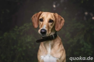 Amy - bedroht von hundehassenden Nachbarn