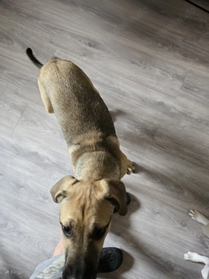 Labrador Mischling zu verkaufen