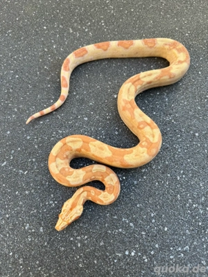 0.1 Img Albino Jungle 66% het Leopard boa constrictor imperator 