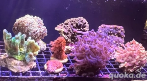 LPS Korallen aus eigener Zucht