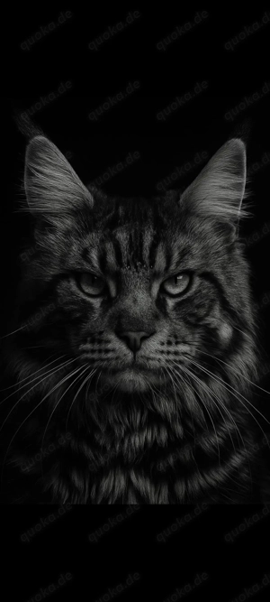 Maine Coone (Deckkater black silver tabby) Bild 3