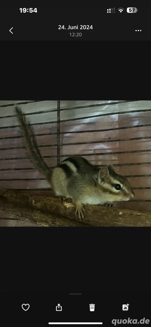 nordam. Backenhörnchen preisgünstig abzugeben!