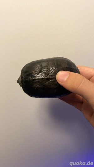 Gewöhnliche Moschusschildkröte 